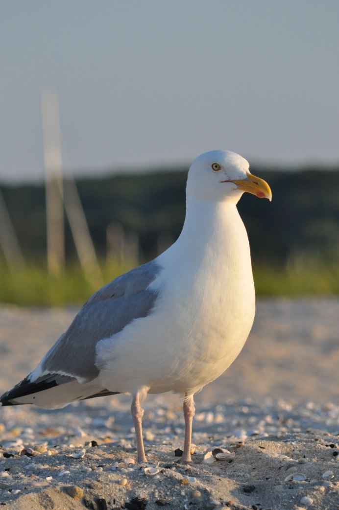 Чайка Seagull