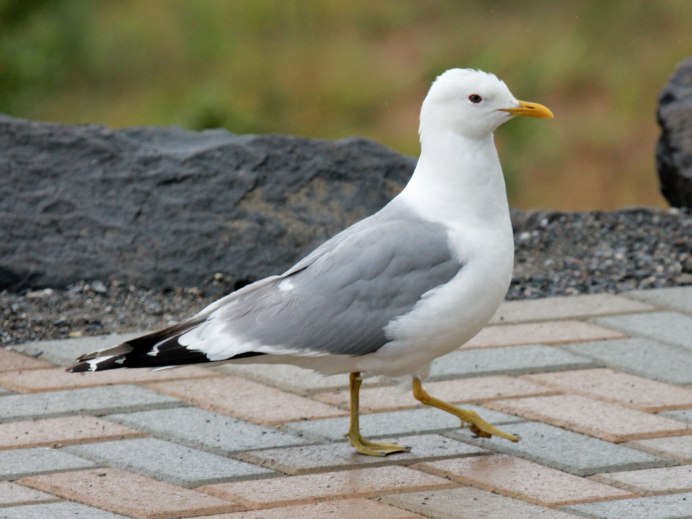 Larus canus brachyrhynchus