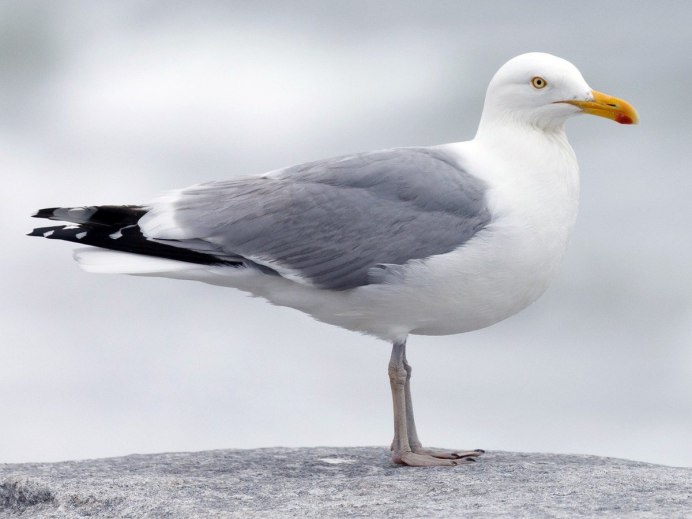 Серебристая Чайка (European Herring Gull)