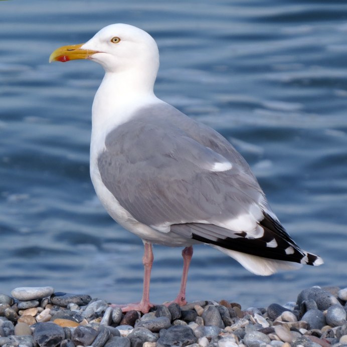 Серебристая Чайка Larus argentatus