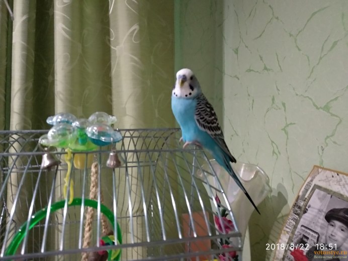 Попугай сидит взъерошенный