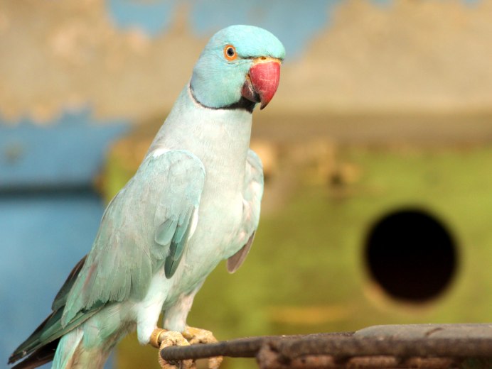 Ringneck Parrot