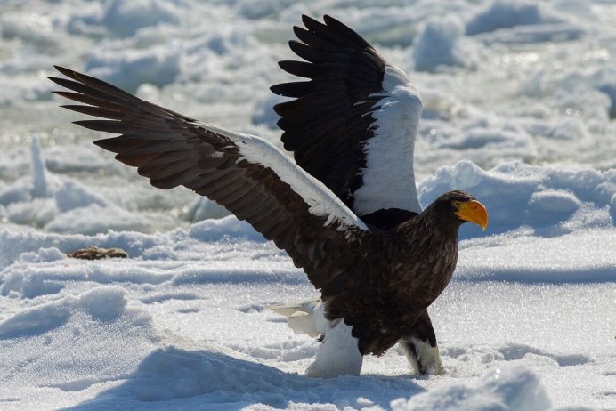 Орлан белоплечий Тихоокеанский (Haliaeetus pelagicus)
