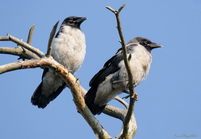 Серая ворона самец