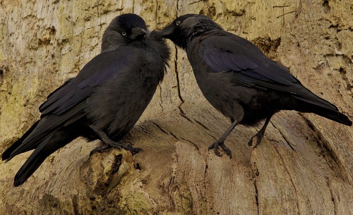 Ворон самка и самец