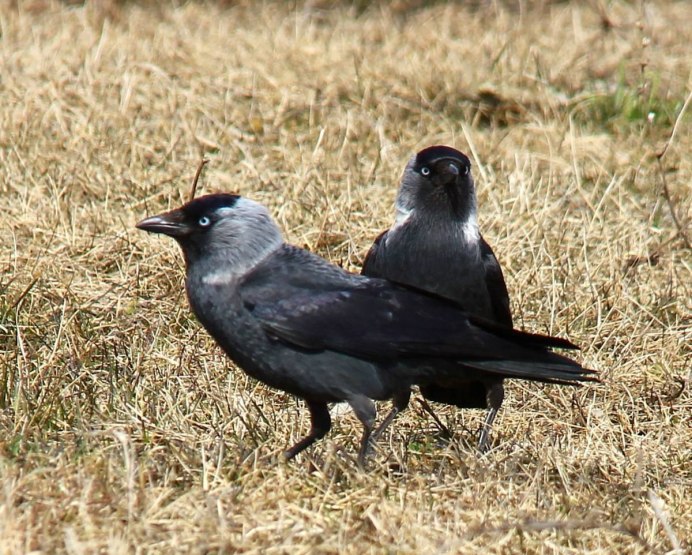 Серая ворона меланист