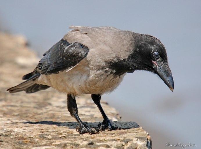 Серая ворона самец
