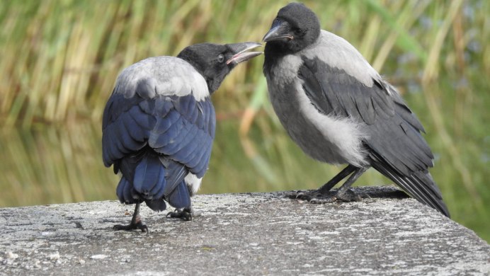 Белоклювый ворон
