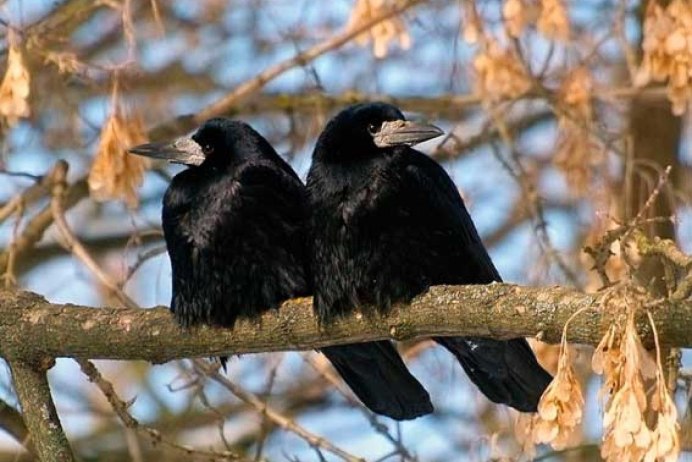 Веселая Галка