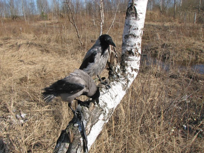 Молодая Галка