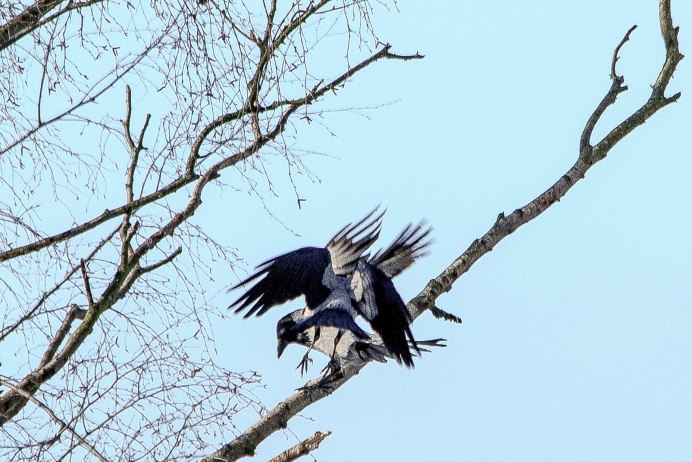 Ворон и ворона