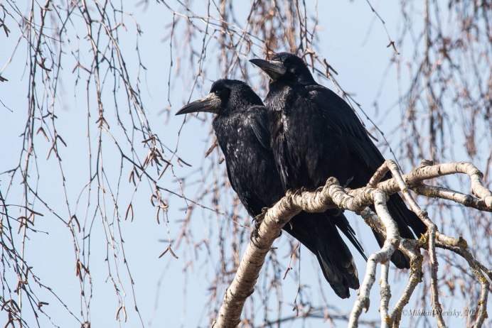 Грачи на рабочий стол