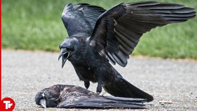 Галка обыкновенная гнездо