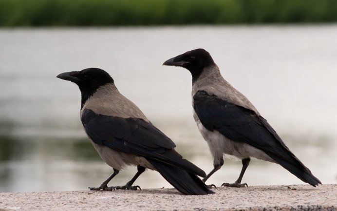 Серая ворона самец