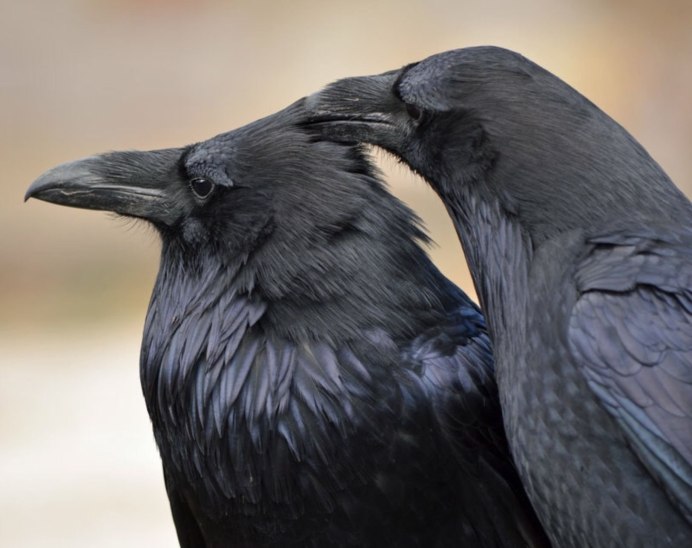 Ворона самец и самка