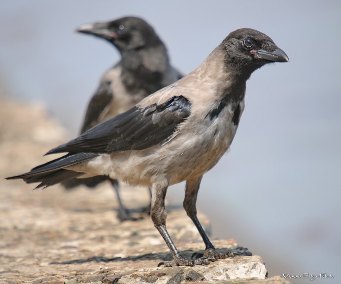 Ворона меланист