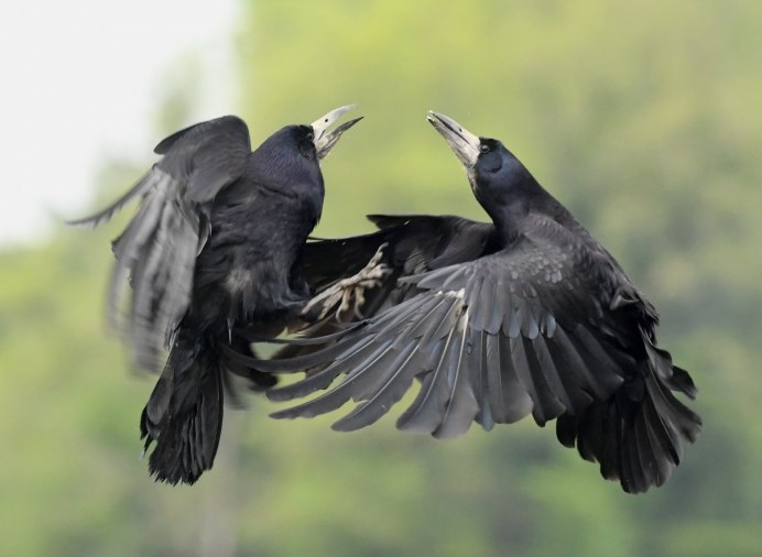 Австралийская ворона