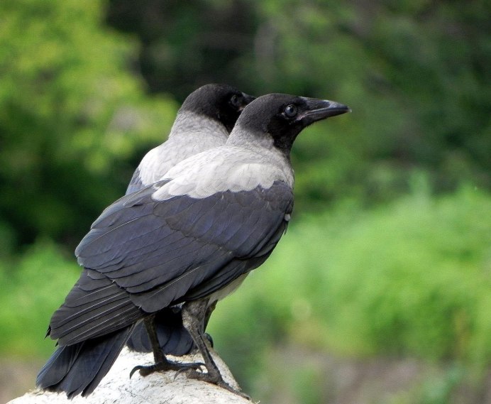 Ворона Галка Грач