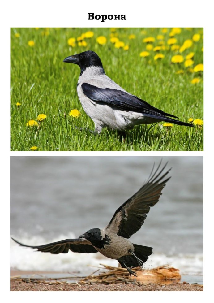 Галка птица самец