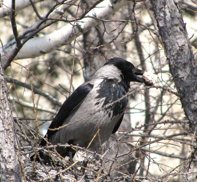 Ворон самка и самец