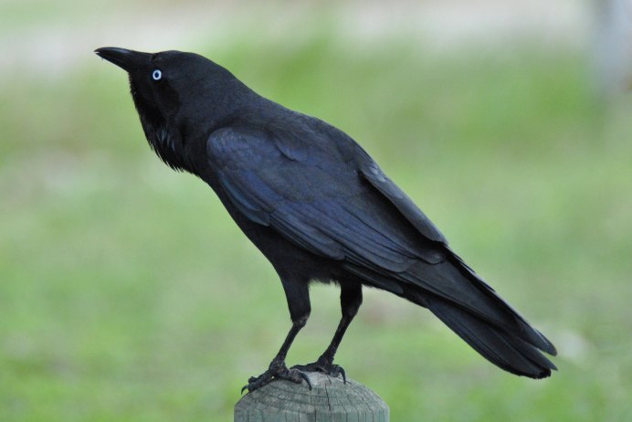 Самка ворона