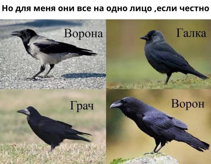 Серая ворона и ворон