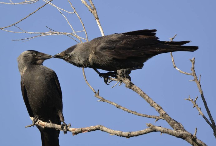 Галка самец