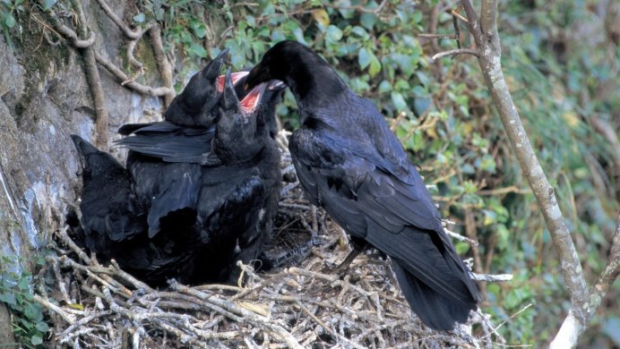 Грач и ворон отличия