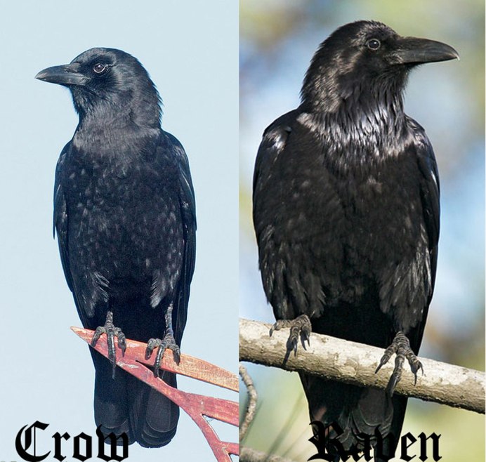 Черной Галке черный Дрозд