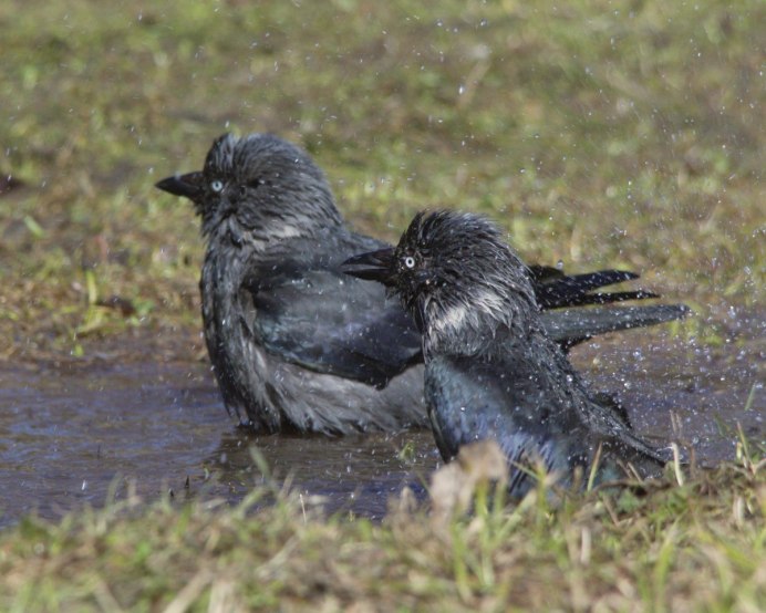 Великобритания Грачи