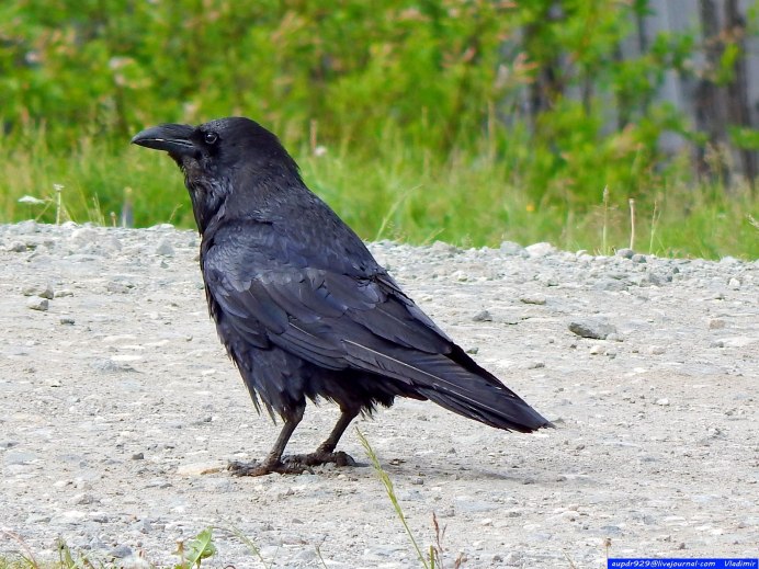 Галка самец