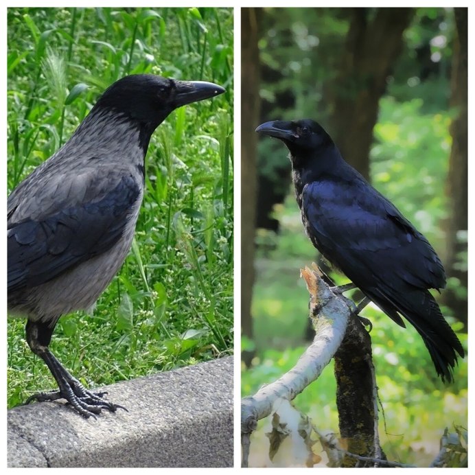 Самка ворона