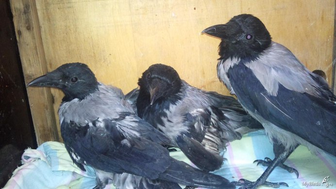 Ворона самец