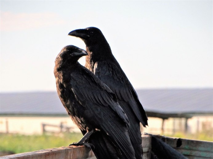 Ворона самец и самка