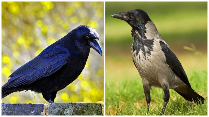 Половые органы серой вороны самца