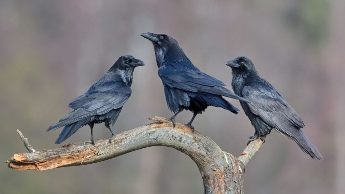 Пара ворон