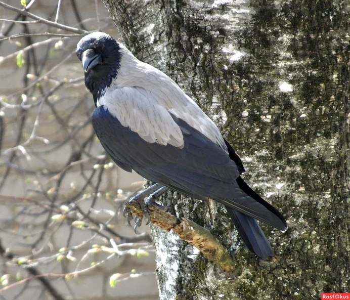 Серая ворона клюв