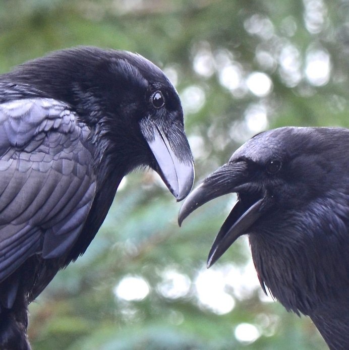 Ворон самка