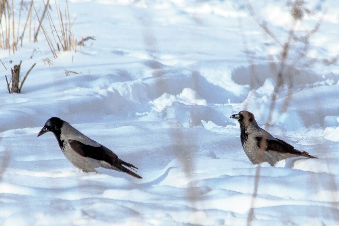 Галка птица гнездо