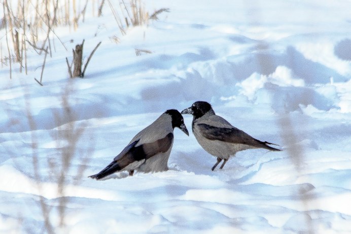 Самец вороны