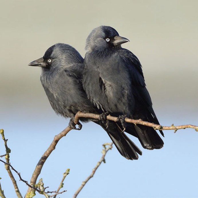Птенцы Грача и Грач