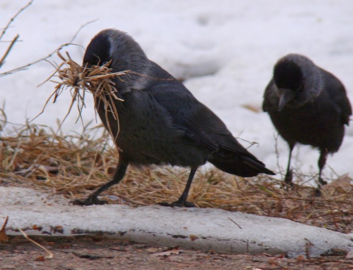 Серая ворона молодая
