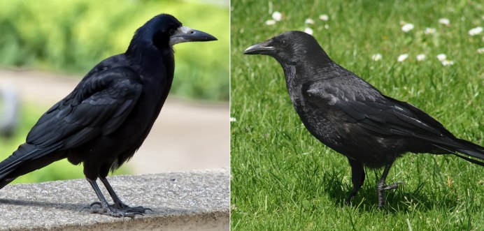 Галки дерутся