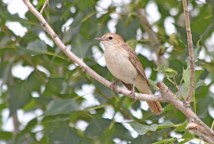 Luscinia Luscinia