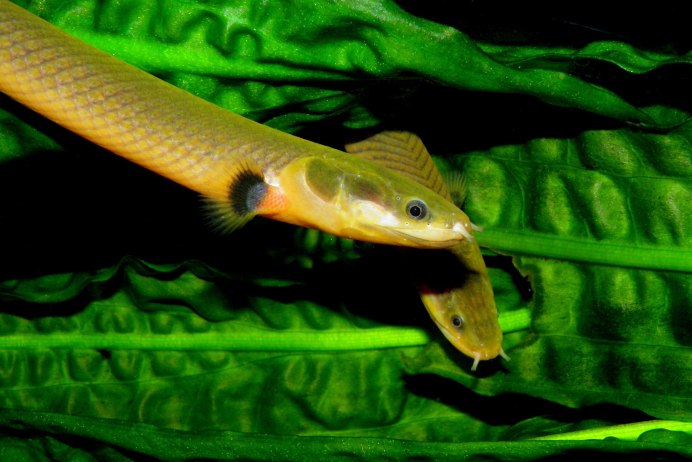Miho Spine Loach