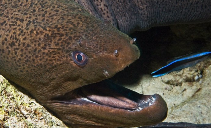 Moray eel рыба