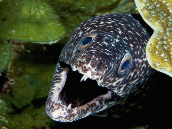 Рыба eel belut