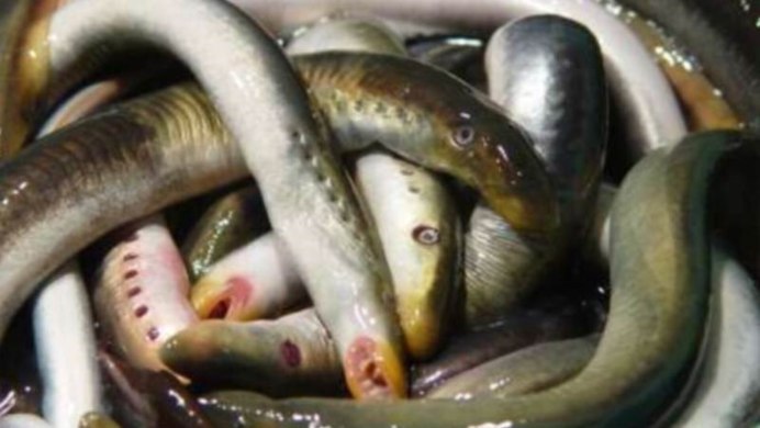 Eel угорь