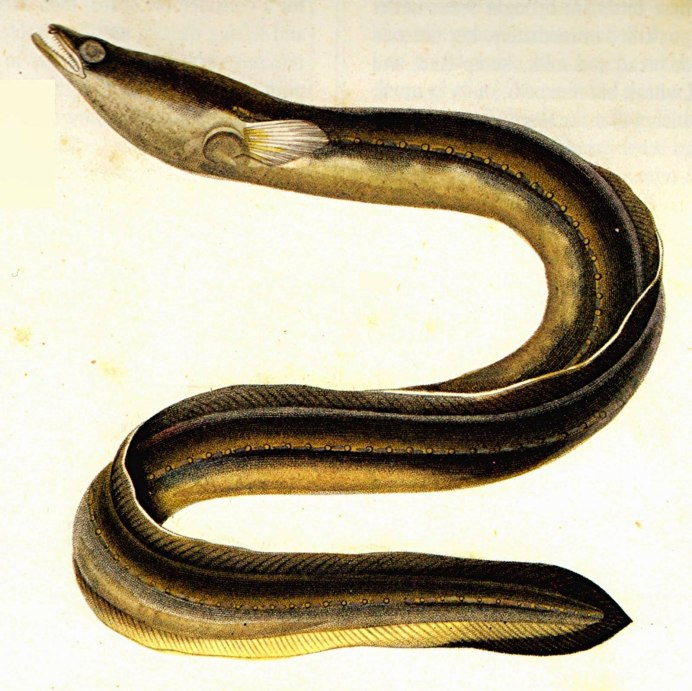 Речная минога Lampetra fluviatilis