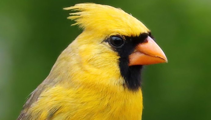 Желтый Кардинал